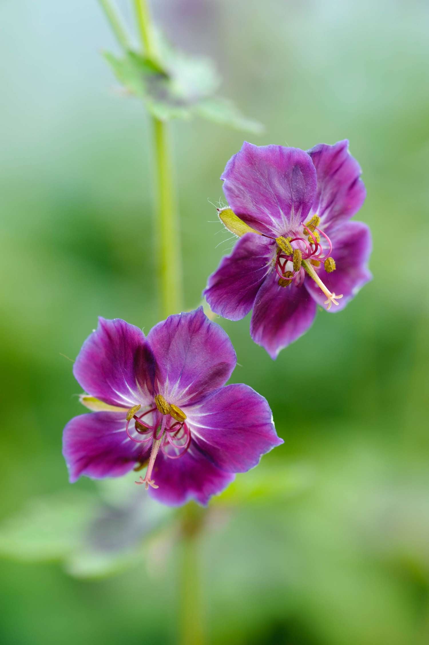 Kurjenpolvi 'Samobor'